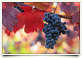 Are We Blessed Because We Are Fruitful?