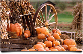 Fall Pumpkin Harvest