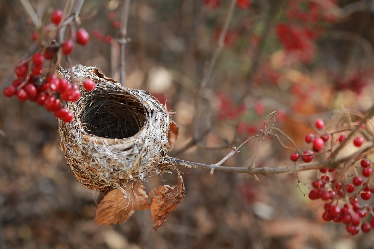How To Prevent Birds From Nesting Around Your Home
